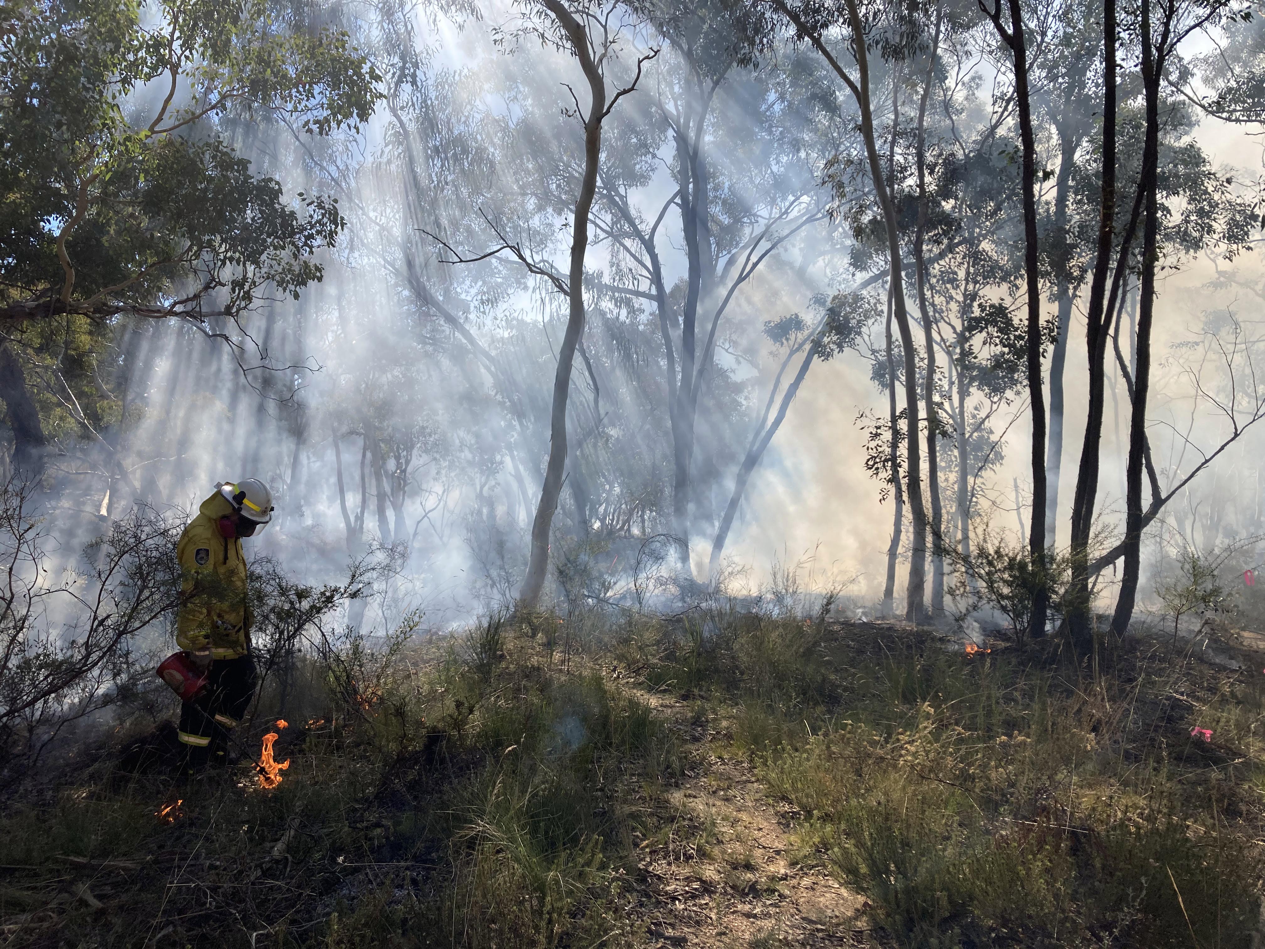 A firefighter wearing hi viz yellow clothing gently lights the grasses and shrubs on the ground with the sun streaming through the smoke and trees behind. Image by Gerarda Mader.