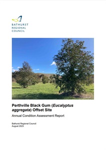 Perthville Black Gum Condition Assessment 2023.JPG