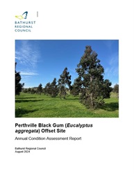 Perthville Black Gum Condition Assessment 2024.JPG