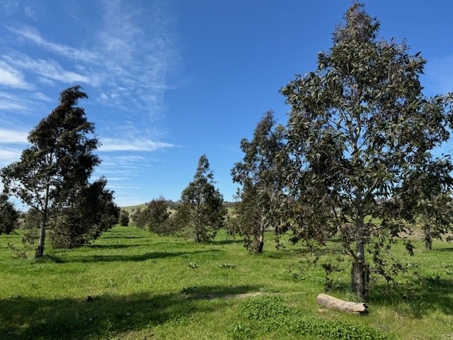 Perthville Black Gums August 2024