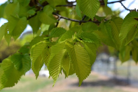 elm leaf beetle.jpg