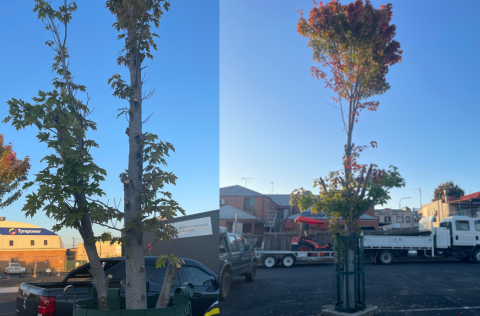 Trees Vandalised