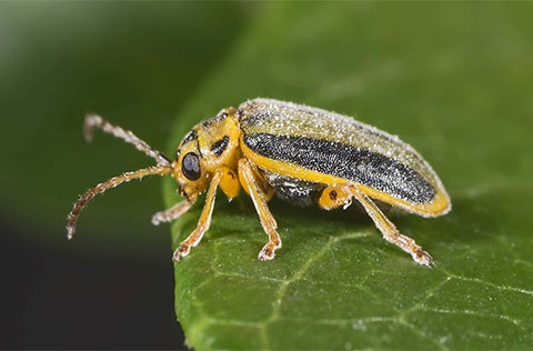 Elm Leaf Beetle